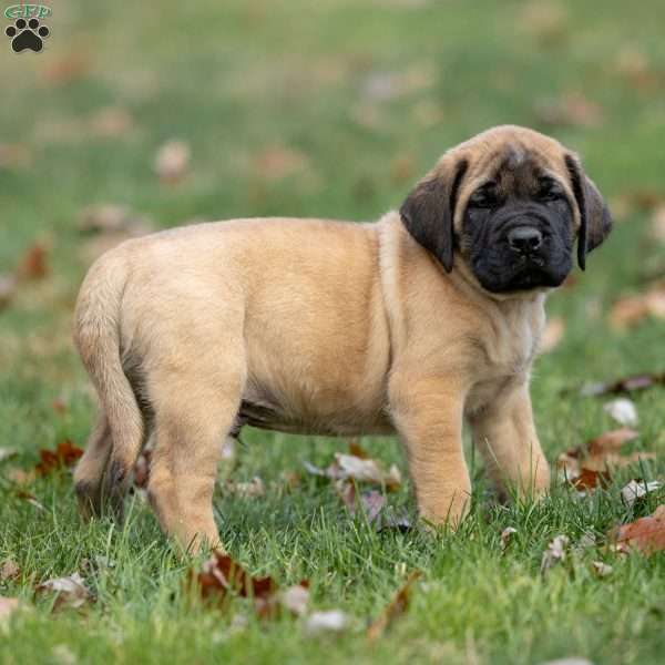 Rusty, English Mastiff Puppy